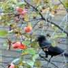 柿にカラス
