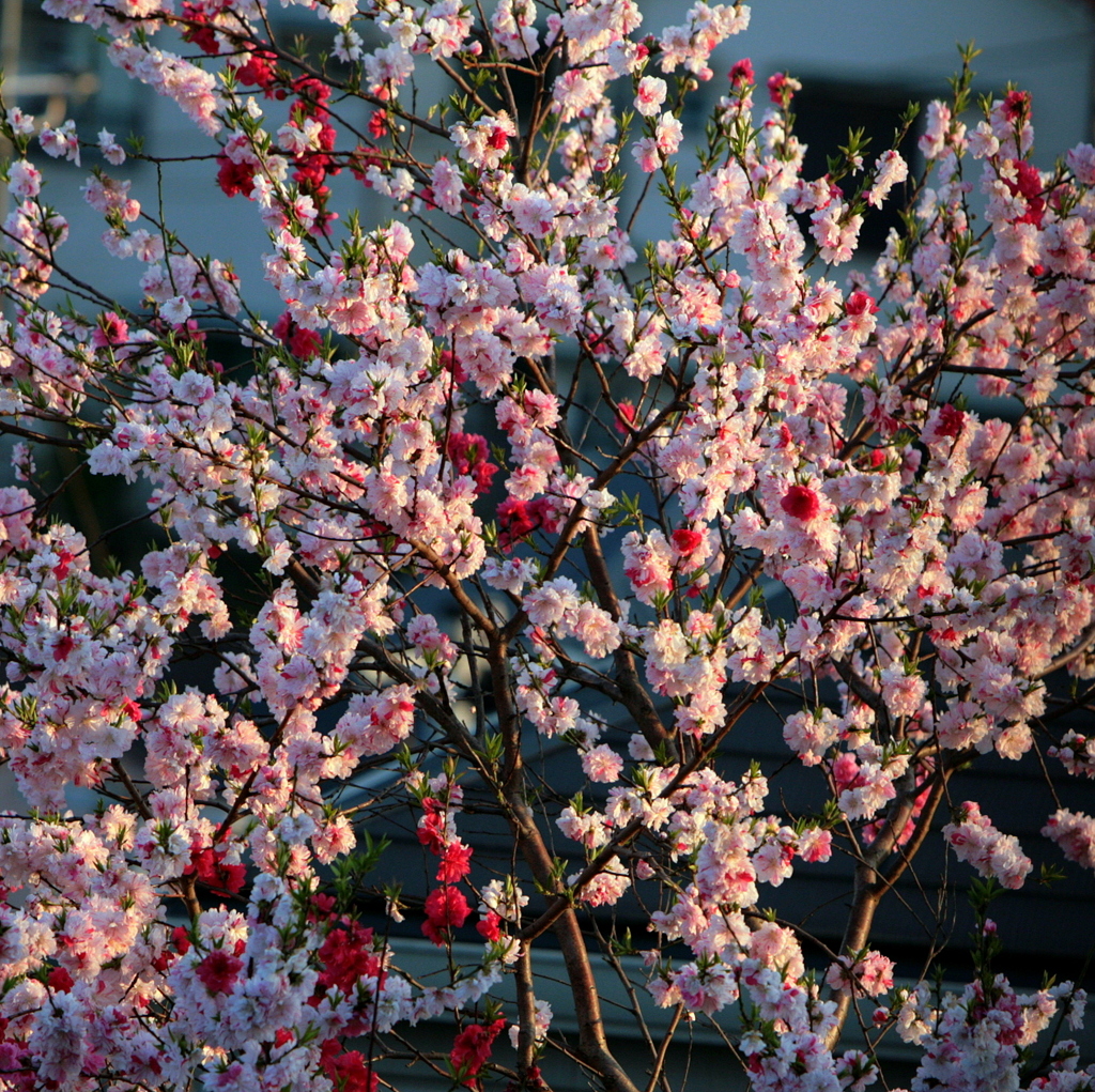 夕日の桃花-2