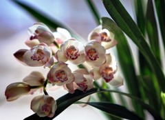 今年もやっと咲きました