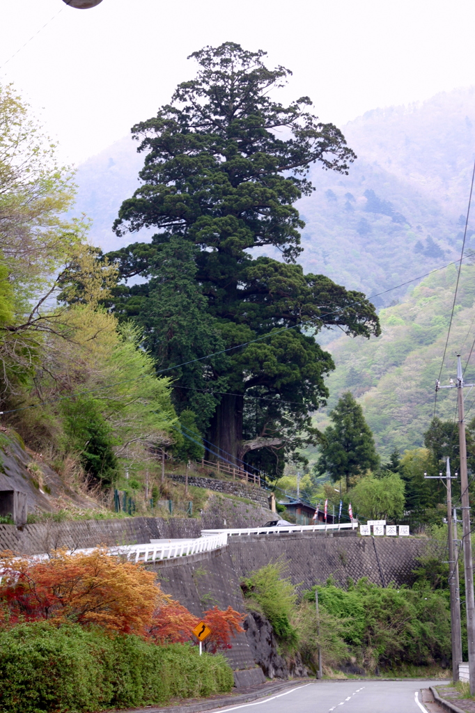 中川の箒杉