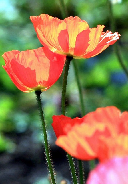 光の中の芥子-1