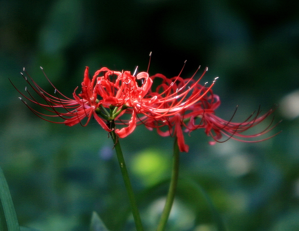 三ツ池の彼岸花-2