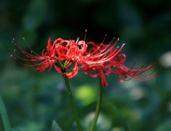 三ツ池の彼岸花-2