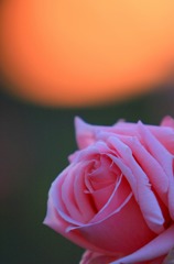 冬の夕陽の薔薇