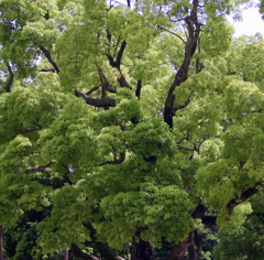 夏へ夏へ-5