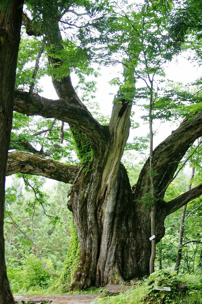 大井沢の大栗