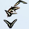 大空に舞う-222