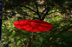 紅葉さん、お先に