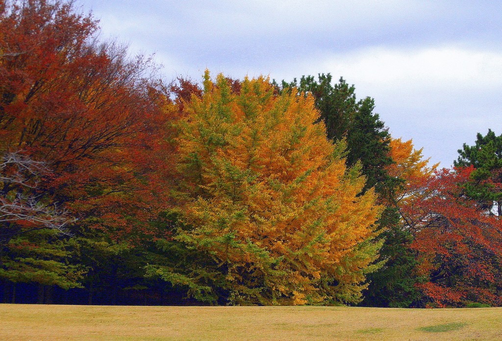 秋の終わりの色