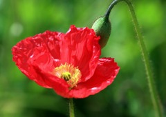 光の中の芥子-6