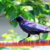 俺が歩くと錆びるのかな～ 