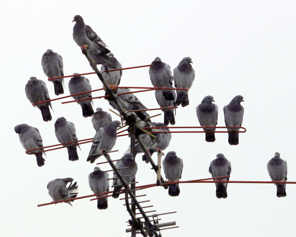 鳩のなる木