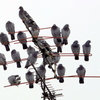 鳩のなる木