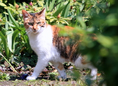 あたしの足音よ 