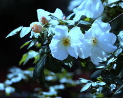 光の中の薔薇