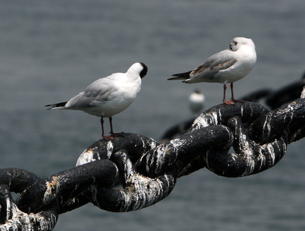 港のカモメ-222 (2)