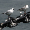 港のカモメ-222 (2)