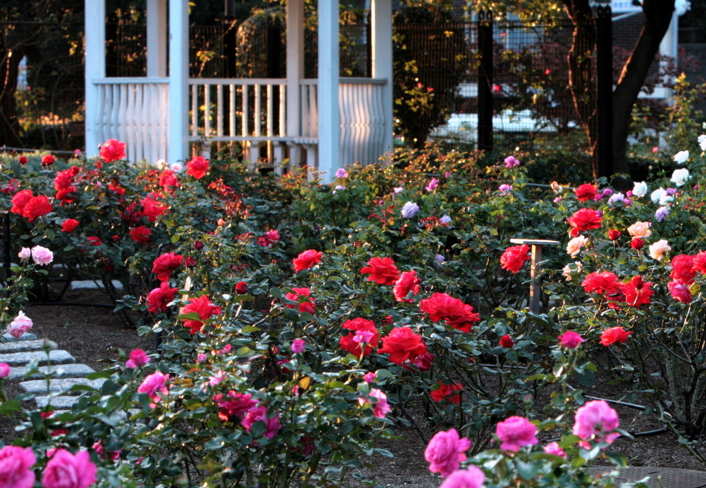 夕日の薔薇-1