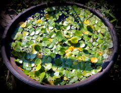 小さな池の秋