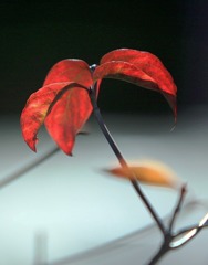秋の葉っぱ-111