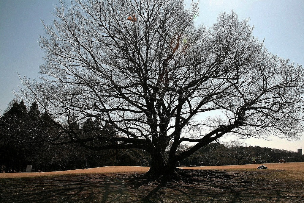 春の光