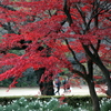 IMG_3787-001 - コピー