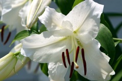 盛夏に-2