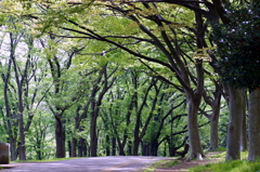 青葉ー5 2015