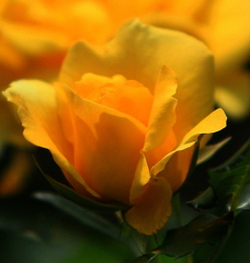 2014・5月の黄色い薔薇-ｂｂｂ