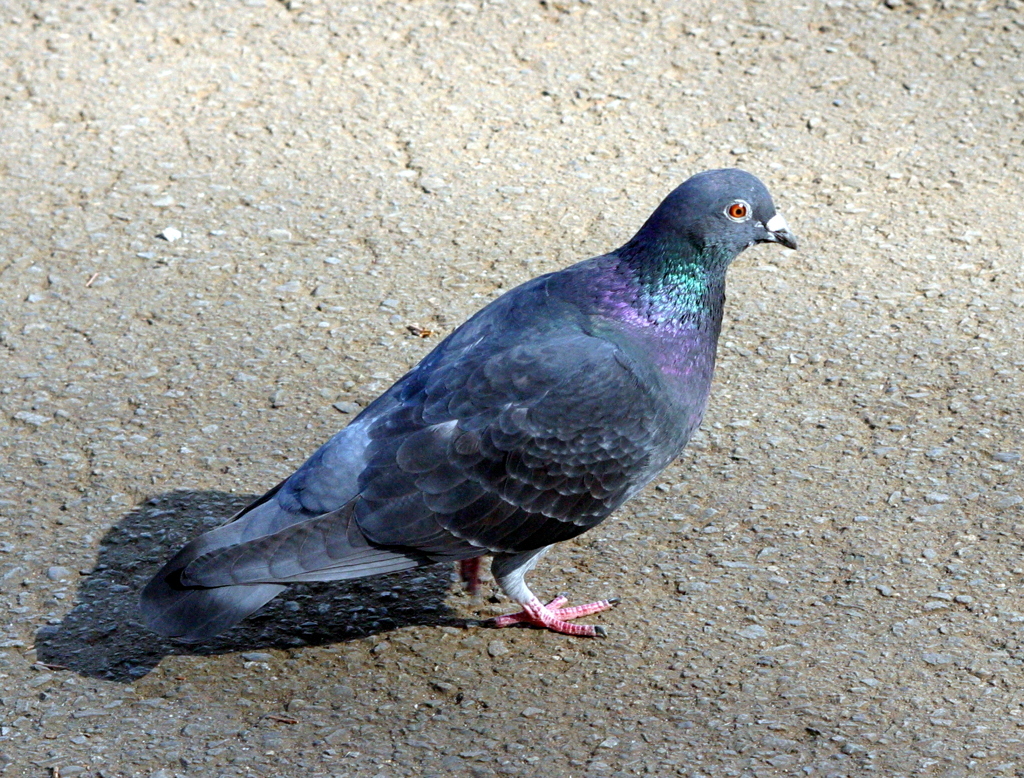 「おれ何でここにいるんだろう？！」