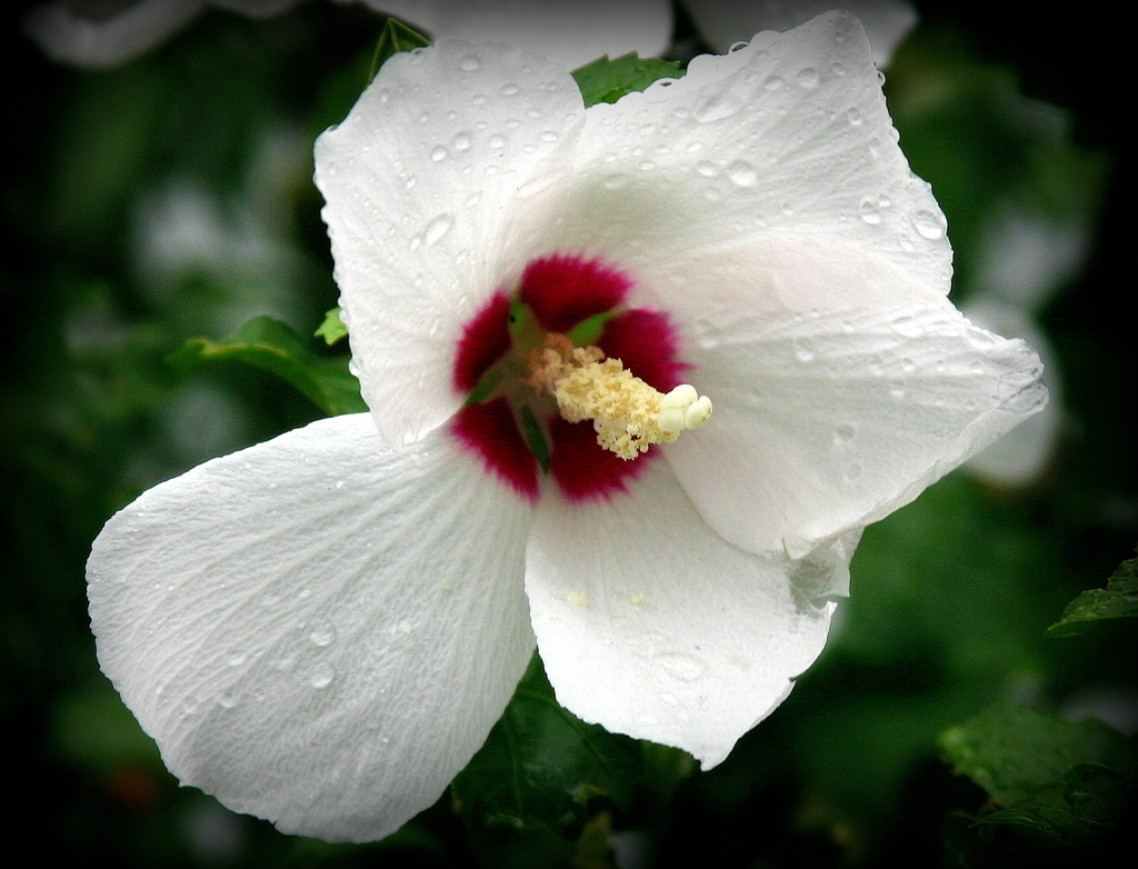 チョット・ピンボケ-2