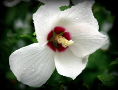 チョット・ピンボケ-2