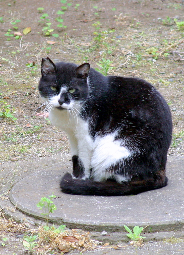 エ～ッ、また来たの？！