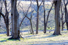 春を待つ桜と梅