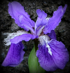 まだ春の花？