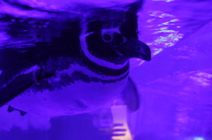 碧に溶け込んで