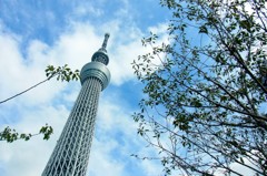 sky tree