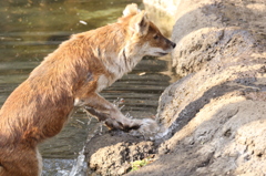 ひと狩り