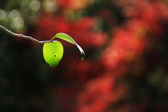 紅葉の隙間