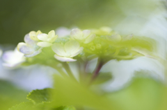 紫陽花