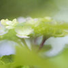 紫陽花