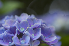 紫陽花