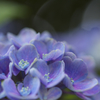 紫陽花
