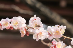 蜂と梅