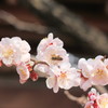 蜂と梅