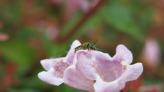 いっただっきま～す。