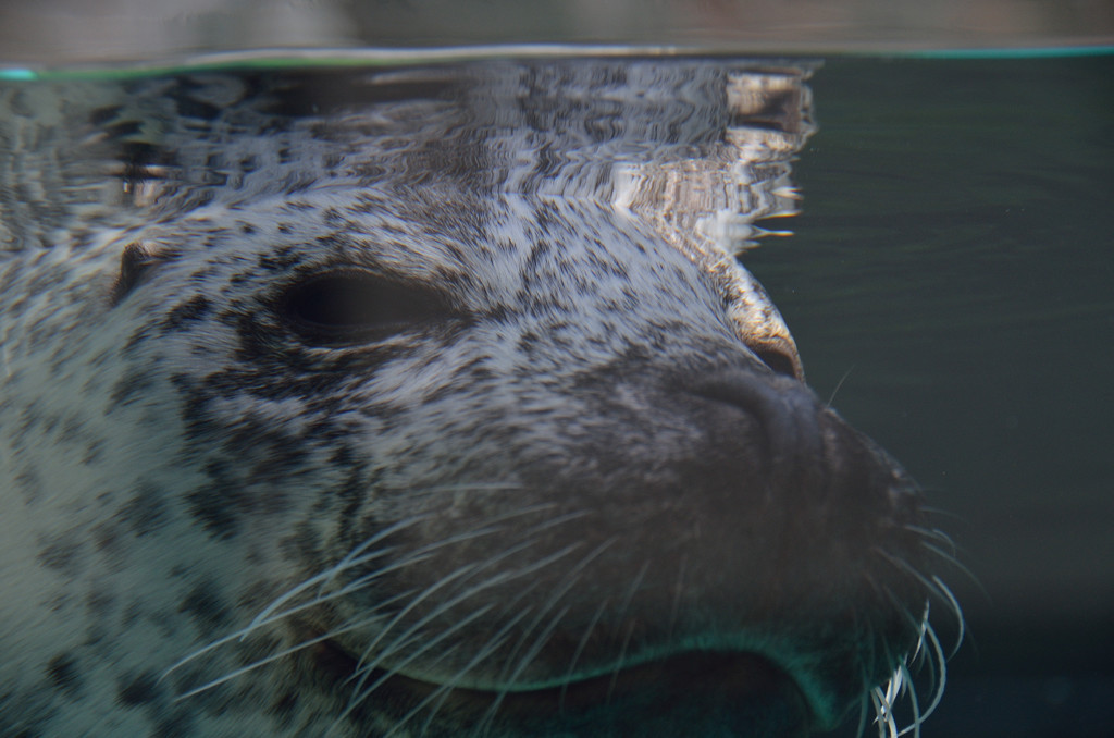 京都水族館