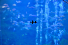 京都水族館