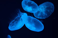京都水族館