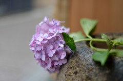 紫陽花